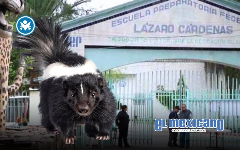 Bomberos acuden a la L&aacute;zaro C&aacute;rdenas por grupo de zorrillos