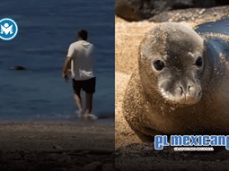 Arrestan a turista por agredir a foca monje en Haw&aacute;i