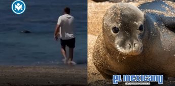 Arrestan a turista por agredir a foca monje en Haw&aacute;i