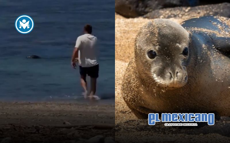 Arrestan a turista por agredir a foca monje en Haw&aacute;i