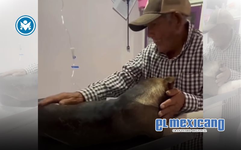 Abuelito conmueve al consolar a su perro tras atropello