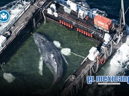 Hallan muerta a Timmy, la ballena rescatada tras quedar varada durante dos meses en Alemania Hallan muerta a Timmy, la ballena rescatada tras quedar varada durante dos meses en Alemania