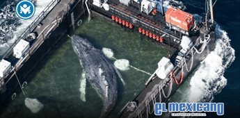 Hallan muerta a Timmy, la ballena rescatada tras quedar varada durante dos meses en Alemania