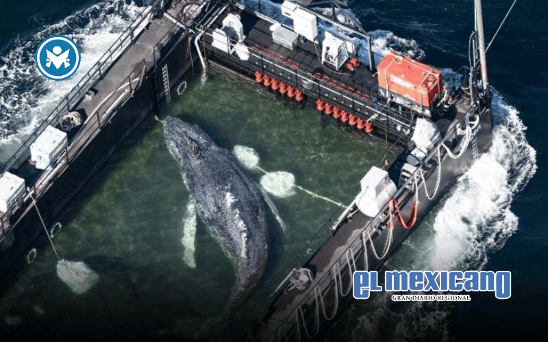 Hallan muerta a Timmy, la ballena rescatada tras quedar varada durante dos meses en Alemania