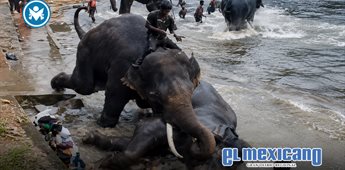 Turista muere aplastada tras pelea de elefantes en campamento de India