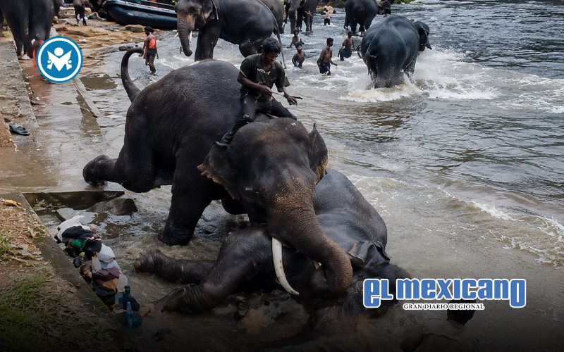 Turista muere aplastada tras pelea de elefantes en campamento de India