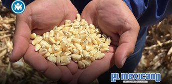Productores de maíz exigen que el Precio Justo no quede solo en discurso Productores de maíz exigen que el Precio Justo no quede solo en discurso
