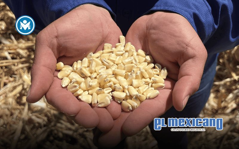 Productores de Sinaloa piden pasar de anuncios a acciones en nuevo esquema del ma&iacute;z