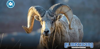 Investigan soborno tras caza ilegal de borrego cimarr&oacute;n