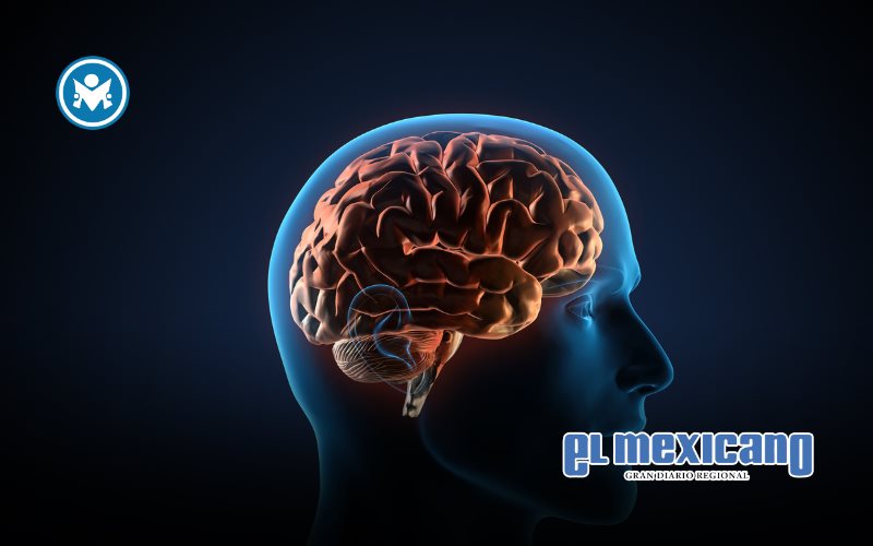 Tu alimentación puede determinar cómo envejece tu cerebro Tu alimentación puede determinar cómo envejece tu cerebro