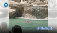 Turista salta a la Fontana di Trevi y enfrenta sanciones Turista salta a la Fontana di Trevi y enfrenta sanciones