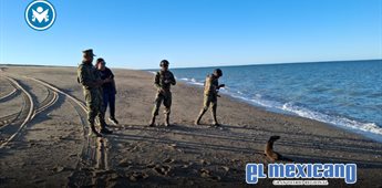 Rescatan en San Felipe a lobo marino con signos de enfermedad