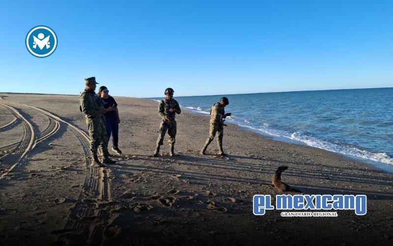 Rescatan en San Felipe a lobo marino con signos de enfermedad