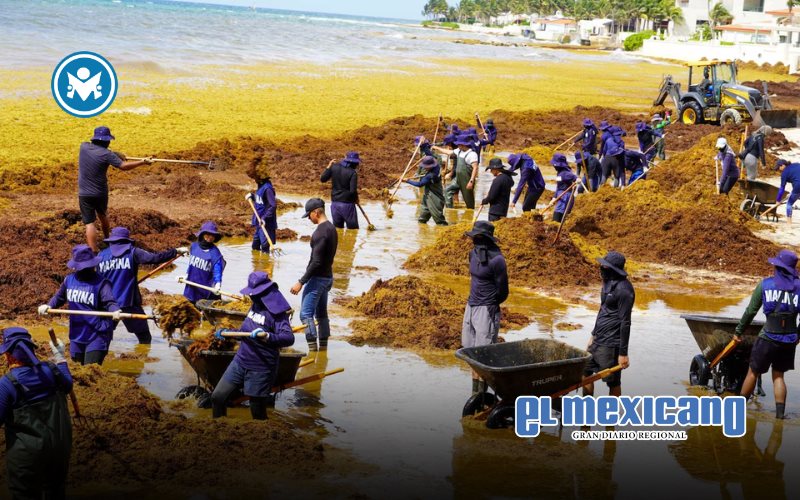 Sargazo afecta 65 playas en Quintana Roo; declaran alerta roja Sargazo afecta 65 playas en Quintana Roo; declaran alerta roja