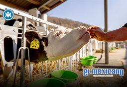 Cocodrilo irrumpe en competencia infantil en Cozumel