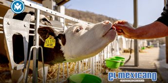 Veterinarios revelan el trabajo invisible que salva vidas animales