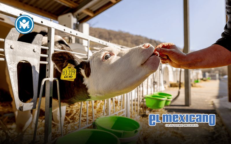 Veterinarios revelan el trabajo invisible que salva vidas animales Veterinarios revelan el trabajo invisible que salva vidas animales