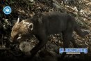 Captan a un yaguarundi en Hidalgo; revelan video de uno de los felinos m&aacute;s esquivos de M&eacute;xico