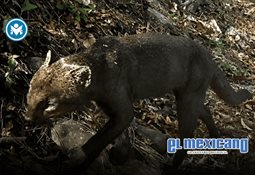 Captan a un yaguarundi en Hidalgo; revelan video de uno de los felinos m&aacute;s esquivos de M&eacute;xico