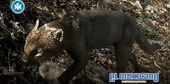 Captan a un yaguarundi en Hidalgo; revelan video de uno de los felinos m&aacute;s esquivos de M&eacute;xico
