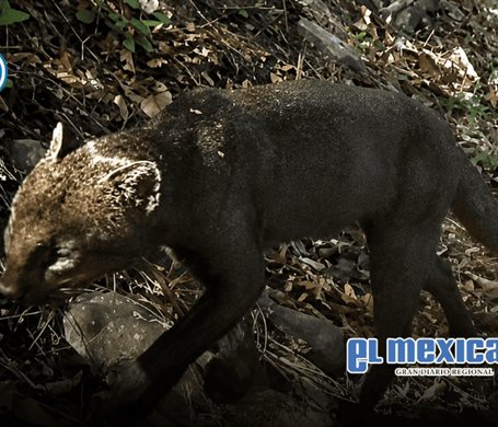 Captan a un yaguarundi en Hidalgo; revelan video de uno de los felinos m&aacute;s esquivos de M&eacute;xico