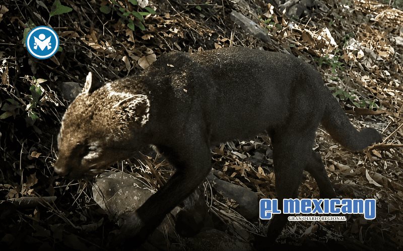 Captan a un yaguarundi en Hidalgo; revelan video de uno de los felinos m&aacute;s esquivos de M&eacute;xico