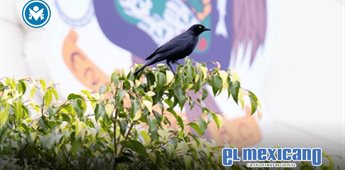 Piden precauci&oacute;n por anidaci&oacute;n de zanates en zonas p&uacute;blicas