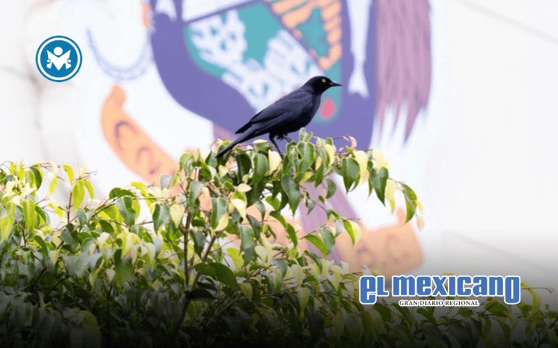 Piden precauci&oacute;n por anidaci&oacute;n de zanates en zonas p&uacute;blicas