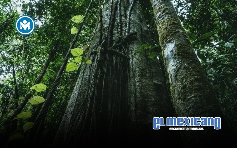 Del hito de operar con 100% energ&iacute;a renovable a la Lista A de CDP: Epson evidencia su compromiso con la sostenibilidad global