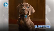 Netflix revela a cachorro de gran dan&eacute;s para Scooby-Doo real