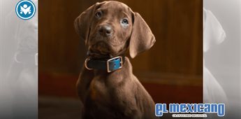 Netflix revela a cachorro de gran dan&eacute;s para Scooby-Doo real