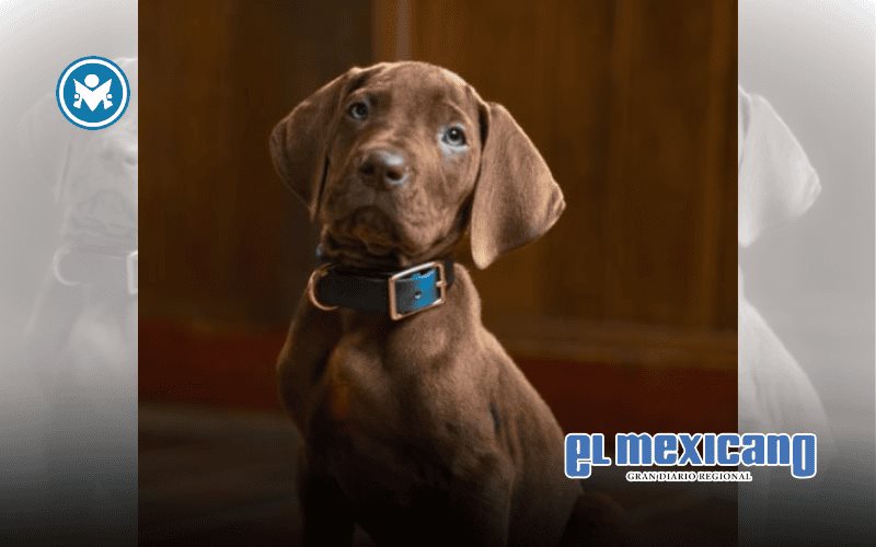 Netflix revela a cachorro de gran danés para Scooby-Doo real