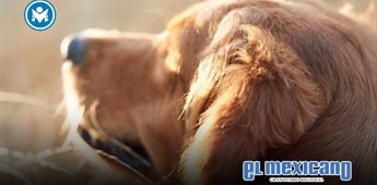La vacunaci&oacute;n, una aliada para prevenir enfermedades y muerte prematura en tus mascotas