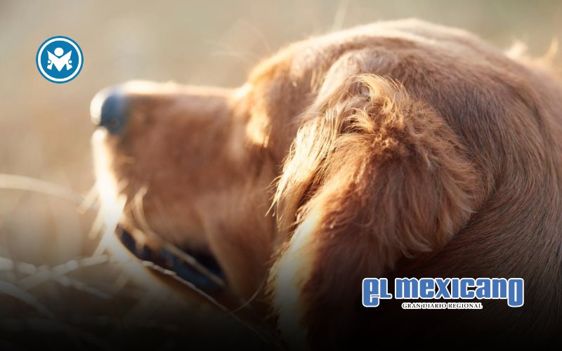 La vacunación, una aliada para prevenir enfermedades y muerte prematura en tus mascotas La vacunación, una aliada para prevenir enfermedades y muerte prematura en tus mascotas
