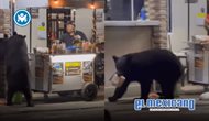Oso negro roba una bolsa de pan en puesto de hot dogs de Ciénega de González Oso negro roba una bolsa de pan en puesto de hot dogs de Ciénega de González