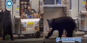 Oso negro roba una bolsa de pan en puesto de hot dogs de Ci&eacute;nega de Gonz&aacute;lez