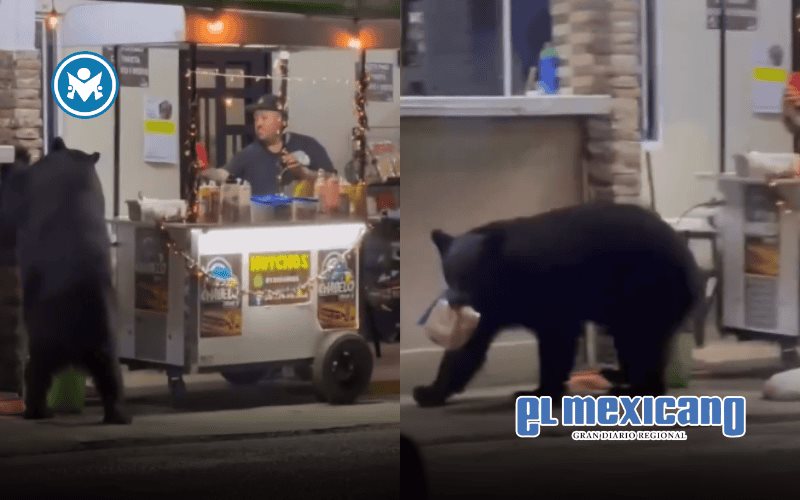 Oso negro roba una bolsa de pan en puesto de hot dogs de Ci&eacute;nega de Gonz&aacute;lez