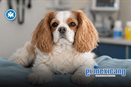 Perro da positivo a metanfetamina tras visitar playa para mascotas en San Diego