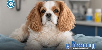 Perro da positivo a metanfetamina tras visitar playa para mascotas en San Diego Perro da positivo a metanfetamina tras visitar playa para mascotas en San Diego