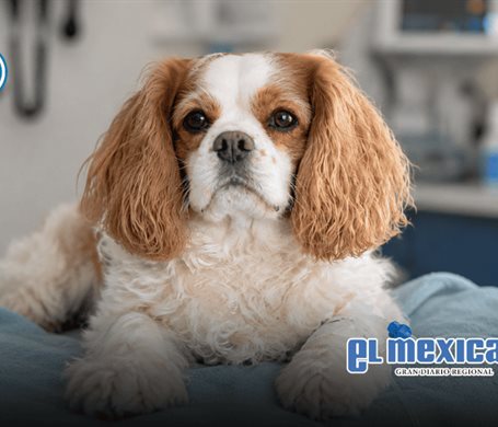 Perro da positivo a metanfetamina tras visitar playa para mascotas en San Diego Perro da positivo a metanfetamina tras visitar playa para mascotas en San Diego
