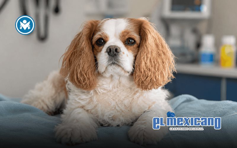 Perro da positivo a metanfetamina tras visitar playa para mascotas en San Diego