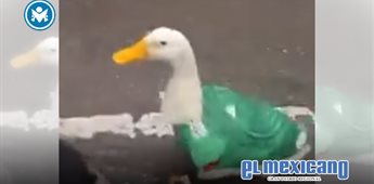 Merl&iacute;n, el pato con playera del Tri que se viraliz&oacute; en el Mundial
