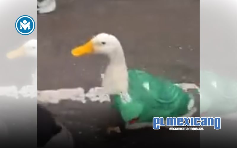 Merl&iacute;n, el pato con playera del Tri que se viraliz&oacute; en el Mundial