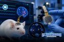 Desarrollan implante cerebral que lee y modula la actividad neuronal