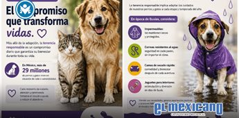 M&eacute;xico enfrenta alto &iacute;ndice de abandono de mascotas