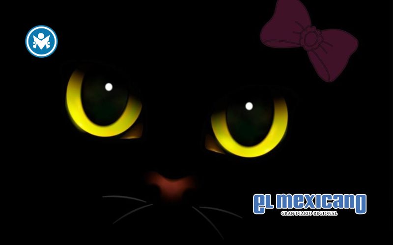 "Emiliana Gat-alana", el documental con una gata que busca el Ariel