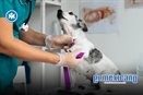 Chihuahua impulsa el negocio veterinario mientras crece la cultura de prevención en mascotas Chihuahua impulsa el negocio veterinario mientras crece la cultura de prevención en mascotas