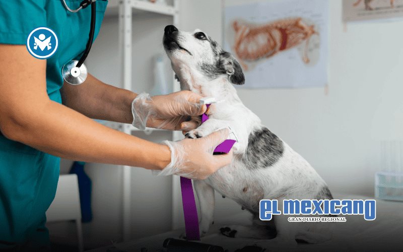 Chihuahua impulsa el negocio veterinario mientras crece la cultura de prevención en mascotas Chihuahua impulsa el negocio veterinario mientras crece la cultura de prevención en mascotas
