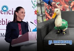 Aficionado lleva un toro para apoyar a la Selecci&oacute;n Mexicana y se vuelve viral en Guadalajara