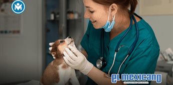 M&eacute;xico tiene menos nacimientos y m&aacute;s hogares con mascotas